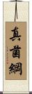 真菌綱 Scroll