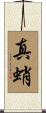 真蛸 Scroll