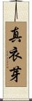真衣芽 Scroll