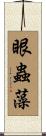 眼蟲藻 Scroll