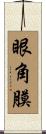 眼角膜 Scroll