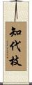 知代枝 Scroll