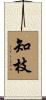 知枝 Scroll