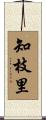 知枝里 Scroll