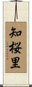 知桜里 Scroll