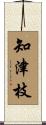 知津枝 Scroll