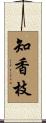 知香枝 Scroll