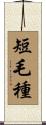 短毛種 Scroll