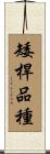 矮桿品種 Scroll