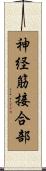 神経筋接合部 Scroll