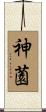 神薗 Scroll