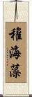 稚海藻 Scroll