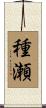 種瀬 Scroll