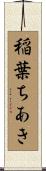 稲葉ちあき Scroll
