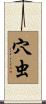 穴虫 Scroll