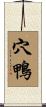 穴鴨 Scroll