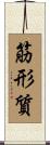 筋形質 Scroll