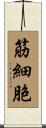 筋細胞 Scroll