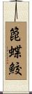 箆蝶鮫 Scroll