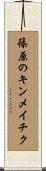 篠原のキンメイチク Scroll