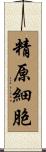 精原細胞 Scroll