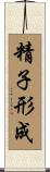 精子形成 Scroll