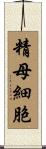 精母細胞 Scroll