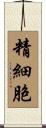 精細胞 Scroll
