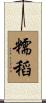 糯稻 Scroll