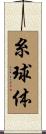 糸球体 Scroll