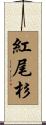 紅尾杉 Scroll