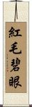 紅毛碧眼 Scroll