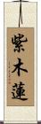 紫木蓮 Scroll