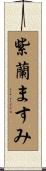 紫蘭ますみ Scroll
