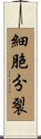細胞分裂 Scroll