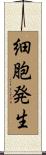 細胞発生 Scroll