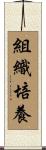 組織培養 Scroll