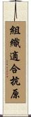 組織適合抗原 Scroll