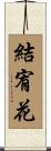 結宥花 Scroll