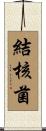 結核菌 Scroll