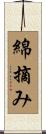 綿摘み Scroll