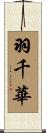 羽千華 Scroll