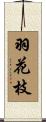 羽花枝 Scroll