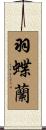 羽蝶蘭 Scroll