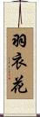 羽衣花 Scroll