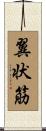 翼状筋 Scroll