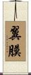 翼膜 Scroll