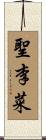 聖李菜 Scroll