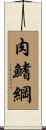 肉鰭綱 Scroll