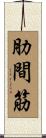 肋間筋 Scroll